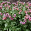 Pulmonaria 'Pretty in Pink' Lungwort Live Plant - Perennial Flower - Outdoor Shade Pulmonaria 'Pretty in Pink' Lungwort Live Plant - Perennial Flower - Outdoor Shade - Image 1