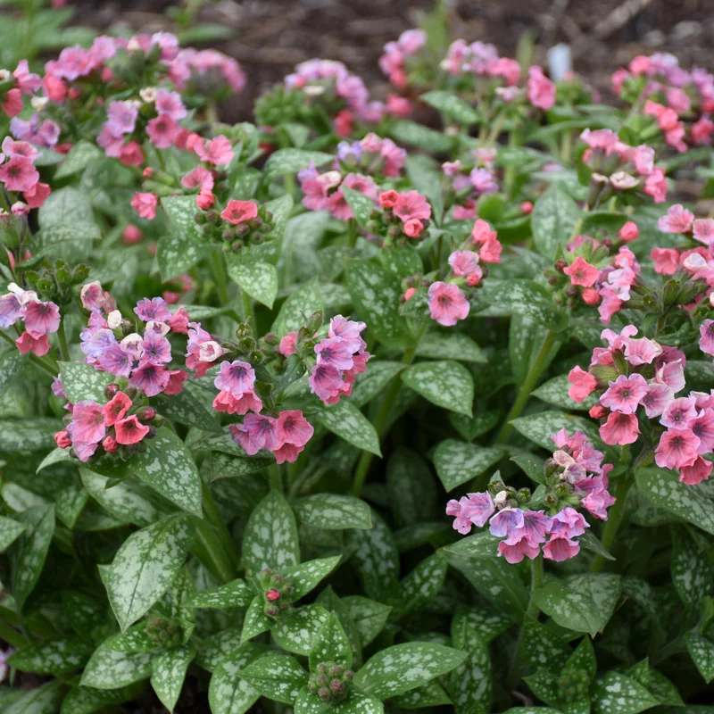 Pulmonaria 'Pretty in Pink' Lungwort Live Plant - Perennial Flower - Outdoor Shade - Image 1