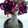 Purple Black Desert Rose Seeds - 4 Adenium Perennial Flower Seeds - Image 1