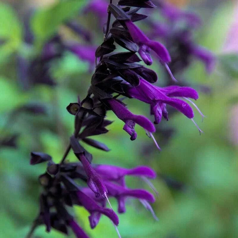 Purple Black Salvia Seeds – 50 Perennial Flower Seeds for Hummingbirds - Image 1