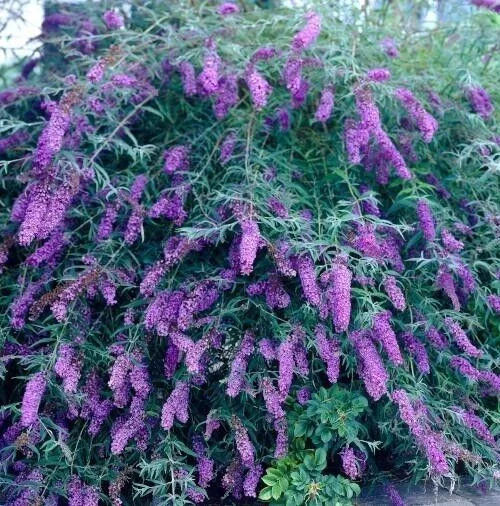 Purple Butterfly Bush Live Plant Unrooted Cuttings - Buddleja Davidii 6 inch Purple Butterfly Bush Live Plant Unrooted Cuttings - Buddleja Davidii 6 inch - Image 2