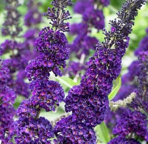Purple Butterfly Bush Live Plant Unrooted Cuttings - Buddleja Davidii 6 inch Purple Butterfly Bush Live Plant Unrooted Cuttings - Buddleja Davidii 6 inch - Image 1