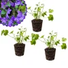 Purple Campanula Live Plant Plug - Bellflower Starter Plant - Image 1
