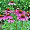 Purple Coneflower Live Plant – Echinacea purpurea – 1 Gallon – Outdoor Perennial - Image 1