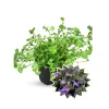 Purple Flower Tree Plug Plant - Fan-shaped Leaves Perennial Live Plant for Garden Patio - Image 1