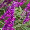 Purple Mexican Sage Live Plant Cuttings - Salvia leucantha, 7 Count, 6" Herb - Image 1