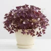 Purple Shamrock Live Plant - Oxalis Triangularis - 3.5 Inch Pot - Image 1