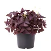 Purple Shamrock Plant Live - Oxalis Triangularis Indoor Houseplant, 2-4 Inch Height, 2 Inch Pot - Image 1