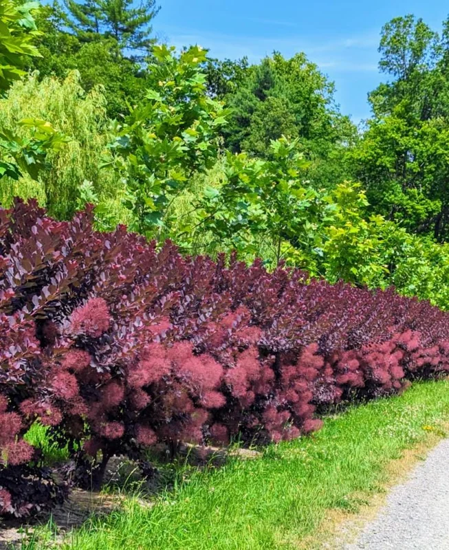 Purple Smoke Tree Live Plant – Cotinus coggygria – 12-18 inch Seedling – Quart Pot – Outdoor Shrub Purple Smoke Tree Live Plant – Cotinus coggygria – 12-18 inch Seedling – Quart Pot – Outdoor Shrub - Image 10