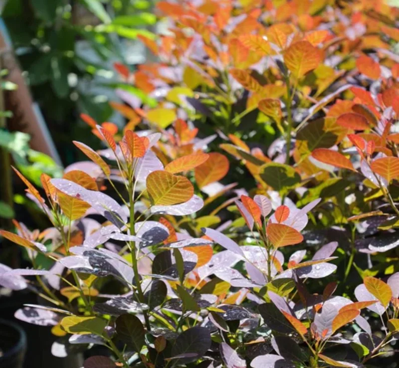 Purple Smoke Tree Live Plant – Cotinus coggygria – 12-18 inch Seedling – Quart Pot – Outdoor Shrub Purple Smoke Tree Live Plant – Cotinus coggygria – 12-18 inch Seedling – Quart Pot – Outdoor Shrub - Image 2