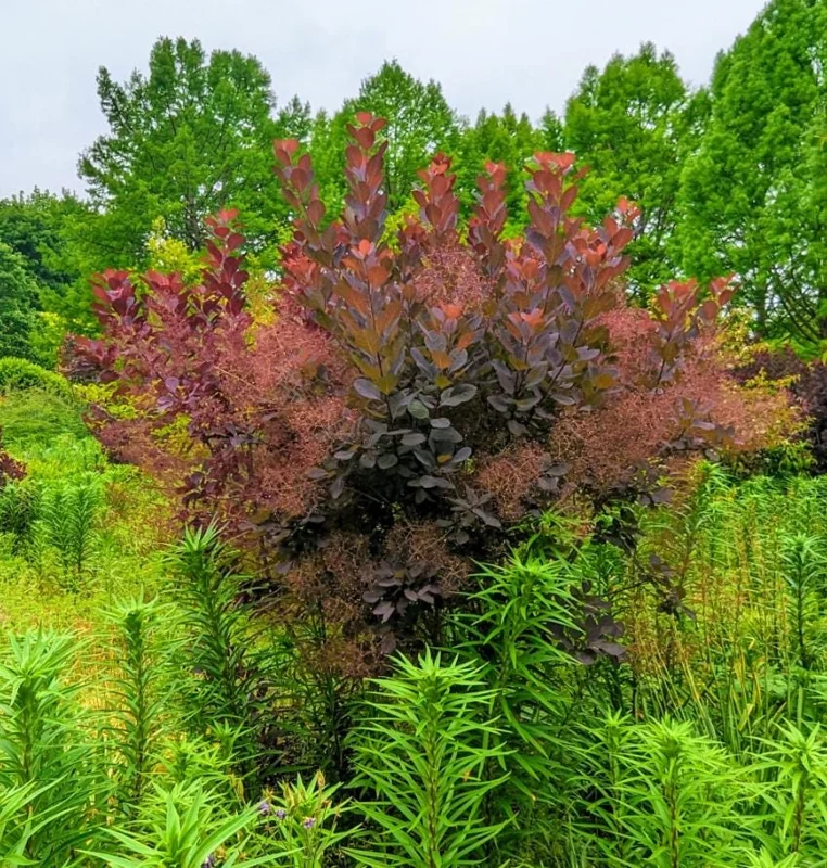 Purple Smoke Tree Live Plant – Cotinus coggygria – 12-18 inch Seedling – Quart Pot – Outdoor Shrub Purple Smoke Tree Live Plant – Cotinus coggygria – 12-18 inch Seedling – Quart Pot – Outdoor Shrub - Image 3