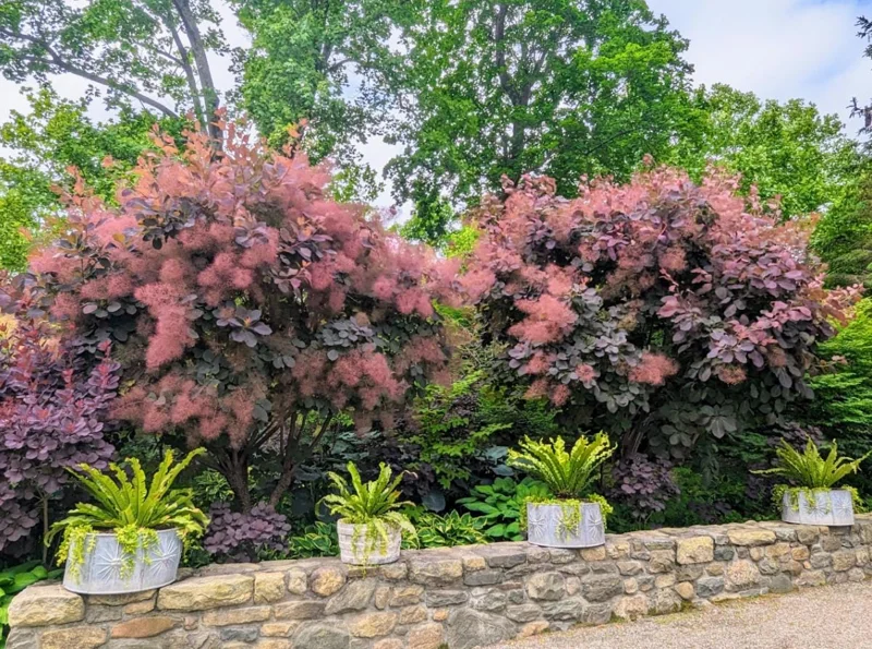 Purple Smoke Tree Live Plant – Cotinus coggygria – 12-18 inch Seedling – Quart Pot – Outdoor Shrub Purple Smoke Tree Live Plant – Cotinus coggygria – 12-18 inch Seedling – Quart Pot – Outdoor Shrub - Image 4