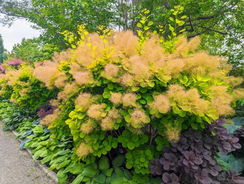 Purple Smoke Tree Live Plant – Cotinus coggygria – 12-18 inch Seedling – Quart Pot – Outdoor Shrub Purple Smoke Tree Live Plant – Cotinus coggygria – 12-18 inch Seedling – Quart Pot – Outdoor Shrub - Image 5