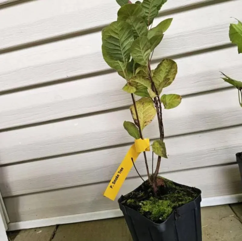 Purple Smoke Tree Live Plant – Cotinus coggygria – 12-18 inch Seedling – Quart Pot – Outdoor Shrub Purple Smoke Tree Live Plant – Cotinus coggygria – 12-18 inch Seedling – Quart Pot – Outdoor Shrub - Image 6