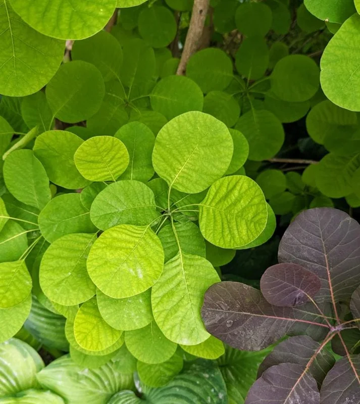Purple Smoke Tree Live Plant – Cotinus coggygria – 12-18 inch Seedling – Quart Pot – Outdoor Shrub Purple Smoke Tree Live Plant – Cotinus coggygria – 12-18 inch Seedling – Quart Pot – Outdoor Shrub - Image 7
