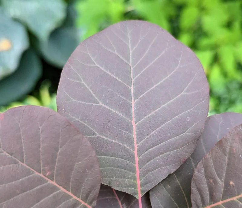 Purple Smoke Tree Live Plant – Cotinus coggygria – 12-18 inch Seedling – Quart Pot – Outdoor Shrub Purple Smoke Tree Live Plant – Cotinus coggygria – 12-18 inch Seedling – Quart Pot – Outdoor Shrub - Image 8