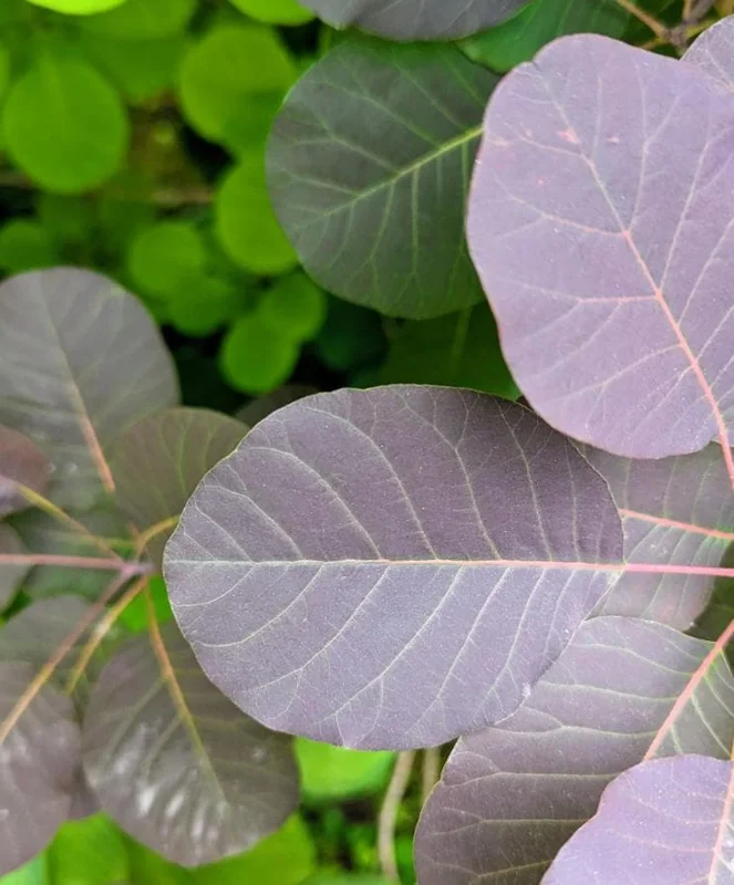 Purple Smoke Tree Live Plant – Cotinus coggygria – 12-18 inch Seedling – Quart Pot – Outdoor Shrub Purple Smoke Tree Live Plant – Cotinus coggygria – 12-18 inch Seedling – Quart Pot – Outdoor Shrub - Image 9