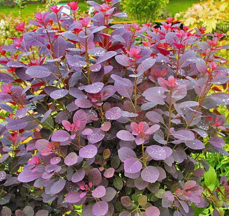Purple Smoke Tree Live Plant – Cotinus coggygria – 12-18 inch Seedling – Quart Pot – Outdoor Shrub Purple Smoke Tree Live Plant – Cotinus coggygria – 12-18 inch Seedling – Quart Pot – Outdoor Shrub - Image 1