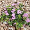 Purple Trailing Lantana Live Plant – 1 Gallon Pot – Outdoor Shrub Purple Trailing Lantana Live Plant – 1 Gallon Pot – Outdoor Shrub - Image 1