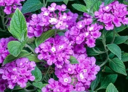 Purple Trailing Lantana Live Plant – 4in Pot – Outdoor Flowering Shrub - Image 2