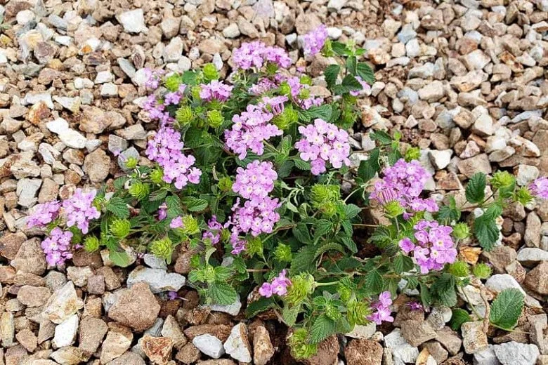 Purple Trailing Lantana Live Plant – 4in Pot – Outdoor Flowering Shrub - Image 1