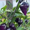 Purple UFO Flying Saucer Hot Chili Pepper Live Plants - 3 Pack - Vegetative Stage - Image 1