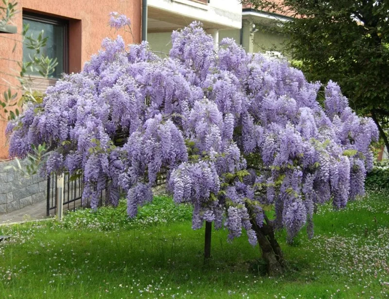 Purple Wisteria Vine Live Plant – Hardy Climber in 2.5" Pot (6-12" Tall) Purple Wisteria Vine Live Plant – Hardy Climber in 2.5" Pot (6-12" Tall) - Image 10