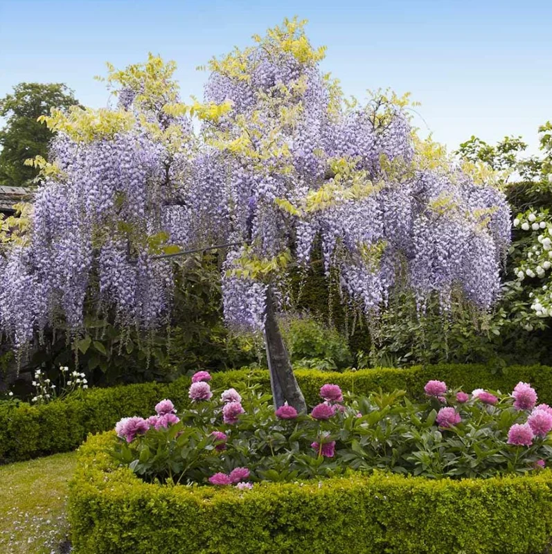 Purple Wisteria Vine Live Plant – Hardy Climber in 2.5" Pot (6-12" Tall) Purple Wisteria Vine Live Plant – Hardy Climber in 2.5" Pot (6-12" Tall) - Image 2