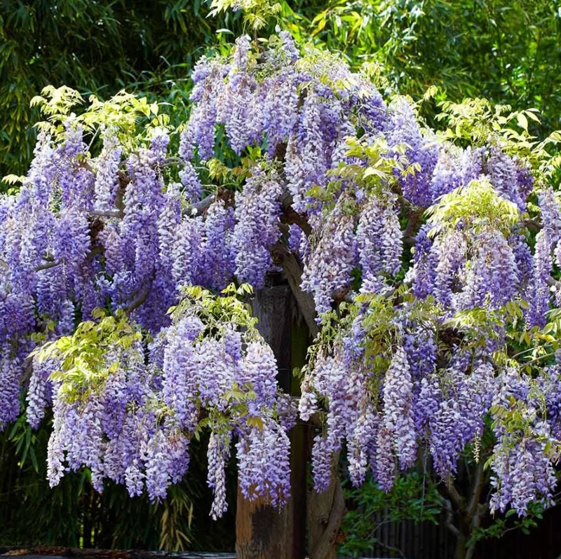 Purple Wisteria Vine Live Plant – Hardy Climber in 2.5" Pot (6-12" Tall) Purple Wisteria Vine Live Plant – Hardy Climber in 2.5" Pot (6-12" Tall) - Image 3