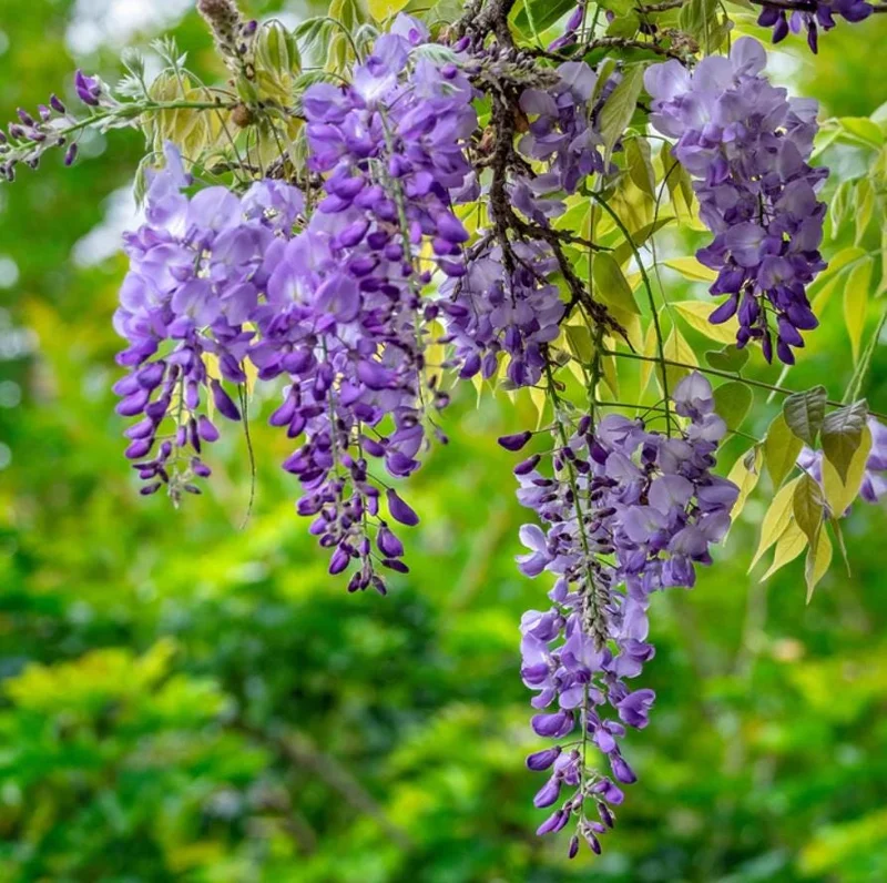 Purple Wisteria Vine Live Plant – Hardy Climber in 2.5" Pot (6-12" Tall) Purple Wisteria Vine Live Plant – Hardy Climber in 2.5" Pot (6-12" Tall) - Image 4
