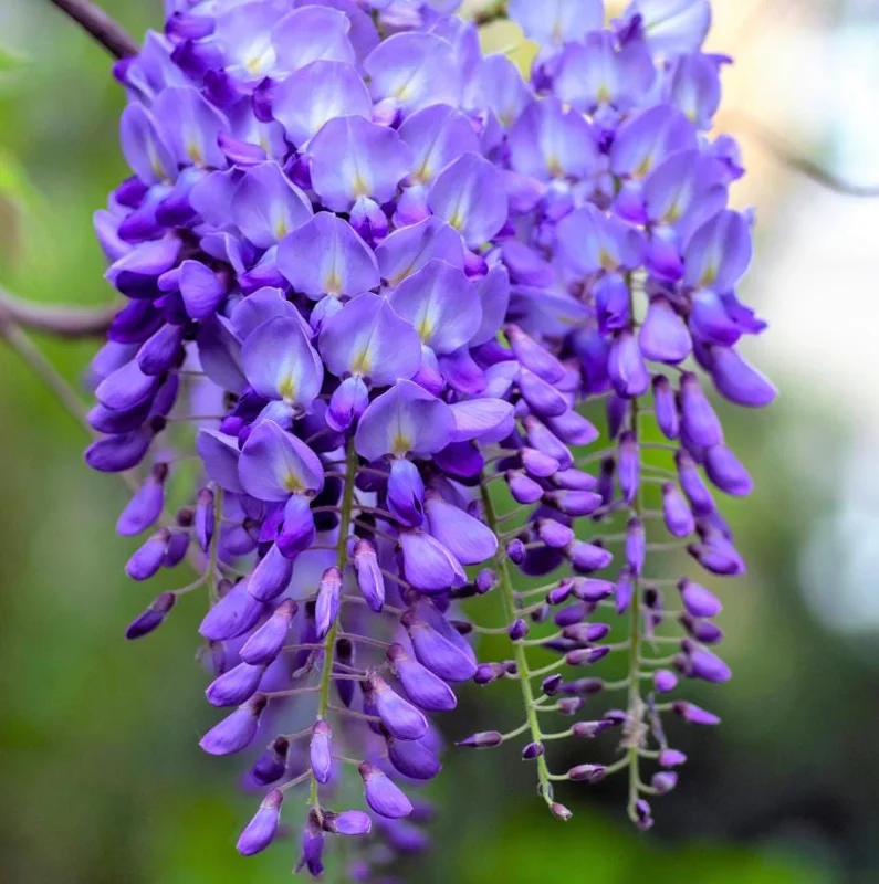 Purple Wisteria Vine Live Plant – Hardy Climber in 2.5" Pot (6-12" Tall) Purple Wisteria Vine Live Plant – Hardy Climber in 2.5" Pot (6-12" Tall) - Image 5