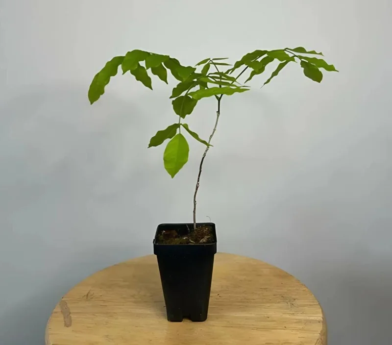 Purple Wisteria Vine Live Plant – Hardy Climber in 2.5" Pot (6-12" Tall) Purple Wisteria Vine Live Plant – Hardy Climber in 2.5" Pot (6-12" Tall) - Image 6