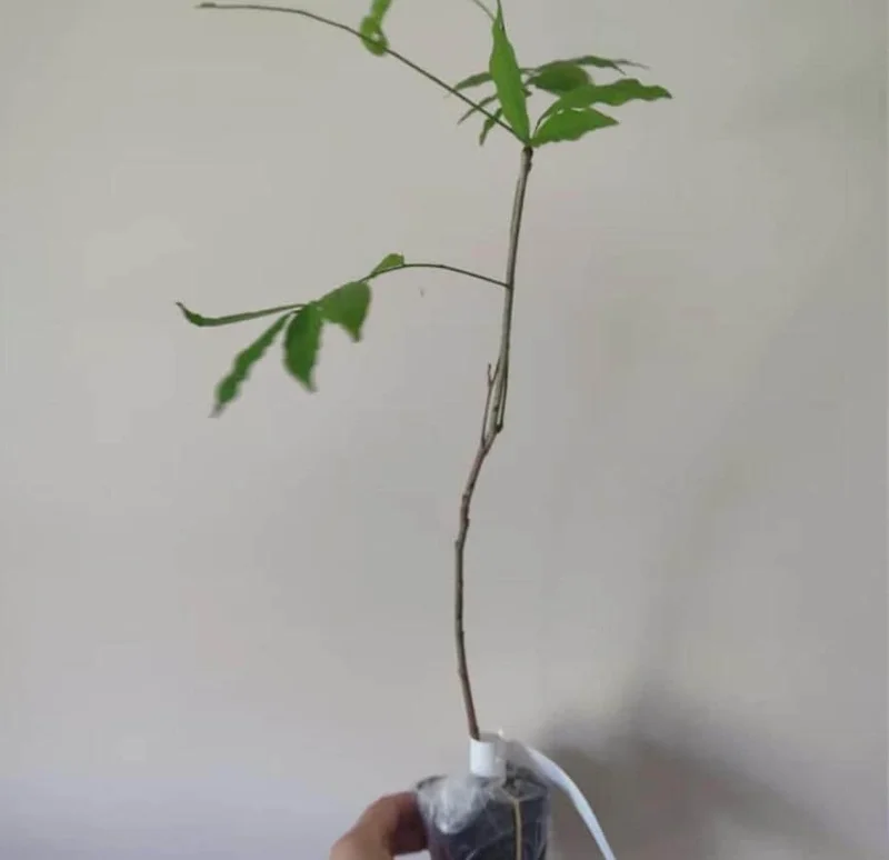 Purple Wisteria Vine Live Plant – Hardy Climber in 2.5" Pot (6-12" Tall) Purple Wisteria Vine Live Plant – Hardy Climber in 2.5" Pot (6-12" Tall) - Image 7