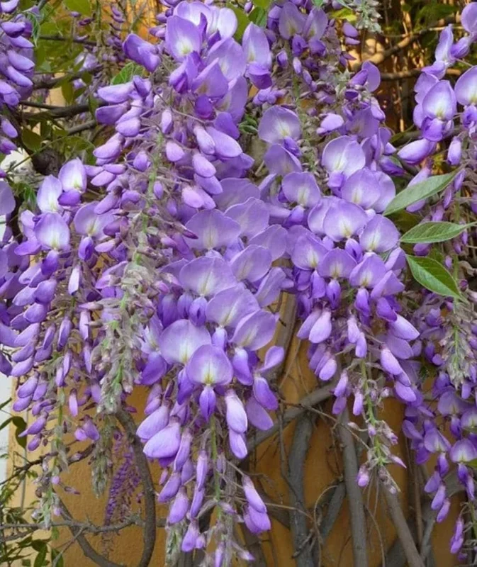 Purple Wisteria Vine Live Plant – Hardy Climber in 2.5" Pot (6-12" Tall) Purple Wisteria Vine Live Plant – Hardy Climber in 2.5" Pot (6-12" Tall) - Image 8
