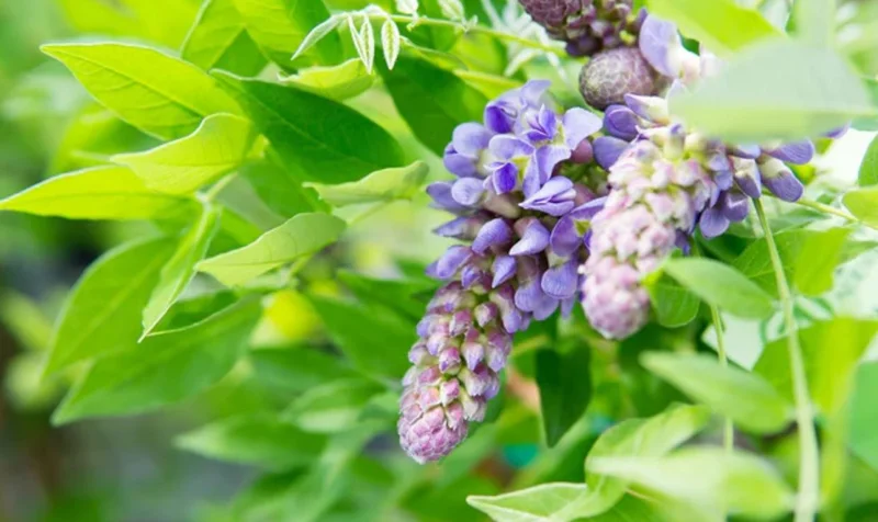 Purple Wisteria Vine Live Plant – Hardy Climber in 2.5" Pot (6-12" Tall) Purple Wisteria Vine Live Plant – Hardy Climber in 2.5" Pot (6-12" Tall) - Image 9