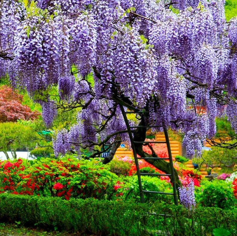Purple Wisteria Vine Live Plant – Hardy Climber in 2.5" Pot (6-12" Tall) Purple Wisteria Vine Live Plant – Hardy Climber in 2.5" Pot (6-12" Tall) - Image 1
