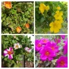 Purslane Portulaca Cuttings - 4 Types, Coral, Fuchsia, Yellow, Stripe - 20 Live Cuttings - Image 1