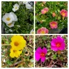 Purslane Portulaca Plant Cuttings - 4 Types, 20 Live Cuttings, Coral, Fuchsia, Yellow, White, Outdoor - Image 1