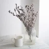 Pussy Willow Live Plant - Salix discolor - Hardy Shrub for Outdoor Garden - 2.5 Inch Pot Pussy Willow Live Plant - Salix discolor - Hardy Shrub for Outdoor Garden - 2.5 Inch Pot - Image 1