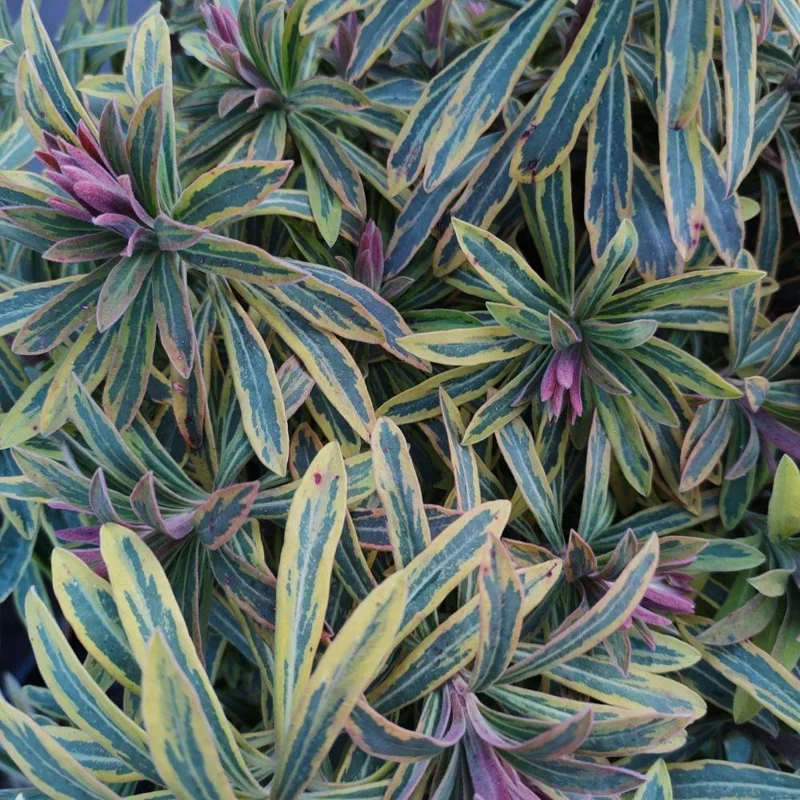 Rainbow Euphorbia Live Plant - Variegated Foliage for Patio & Garden Borders - Image 2