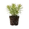 Rainbow Euphorbia Live Plant - Variegated Foliage for Patio & Garden Borders - Image 1