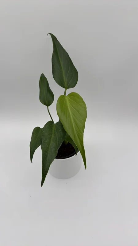 Rare Monstera Burle Marx Flame Live Plant – 6 inch Pot – Indoor Exotic Aroid - Image 2