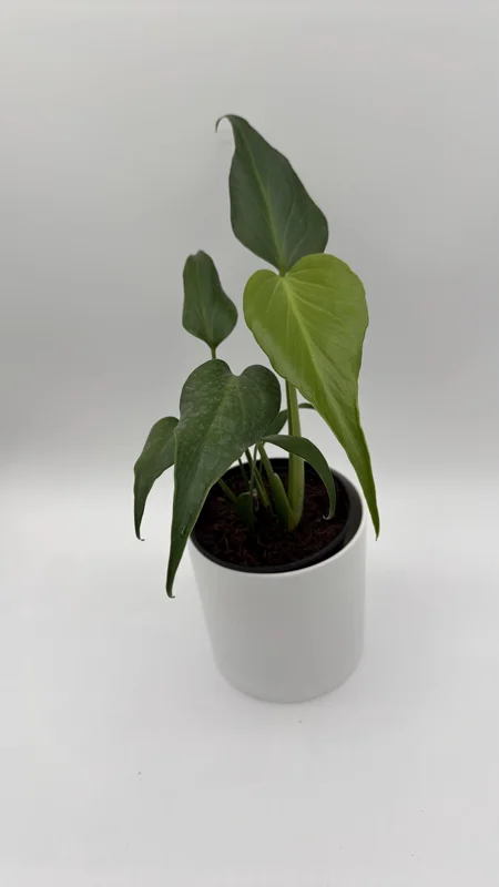Rare Monstera Burle Marx Flame Live Plant – 6 inch Pot – Indoor Exotic Aroid Rare Monstera Burle Marx Flame Live Plant – 6 inch Pot – Indoor Exotic Aroid - Image 3