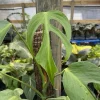 Rare Monstera Burle Marx Flame Live Plant – 6 inch Pot – Indoor Exotic Aroid Rare Monstera Burle Marx Flame Live Plant – 6 inch Pot – Indoor Exotic Aroid - Image 1