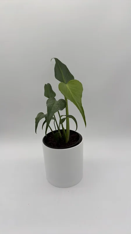 Rare Monstera Burle Marx Flame Live Plant – 6 inch Pot – Indoor Exotic Aroid Rare Monstera Burle Marx Flame Live Plant – 6 inch Pot – Indoor Exotic Aroid - Image 4