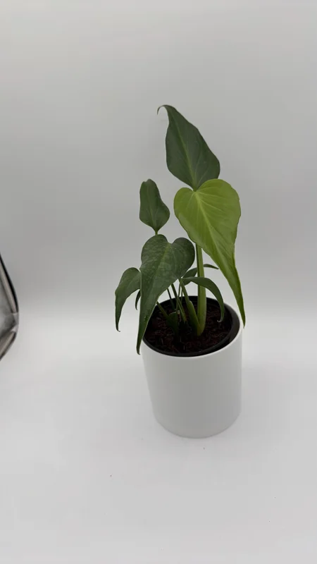 Rare Monstera Burle Marx Flame Live Plant – 6 inch Pot – Indoor Exotic Aroid Rare Monstera Burle Marx Flame Live Plant – 6 inch Pot – Indoor Exotic Aroid - Image 5