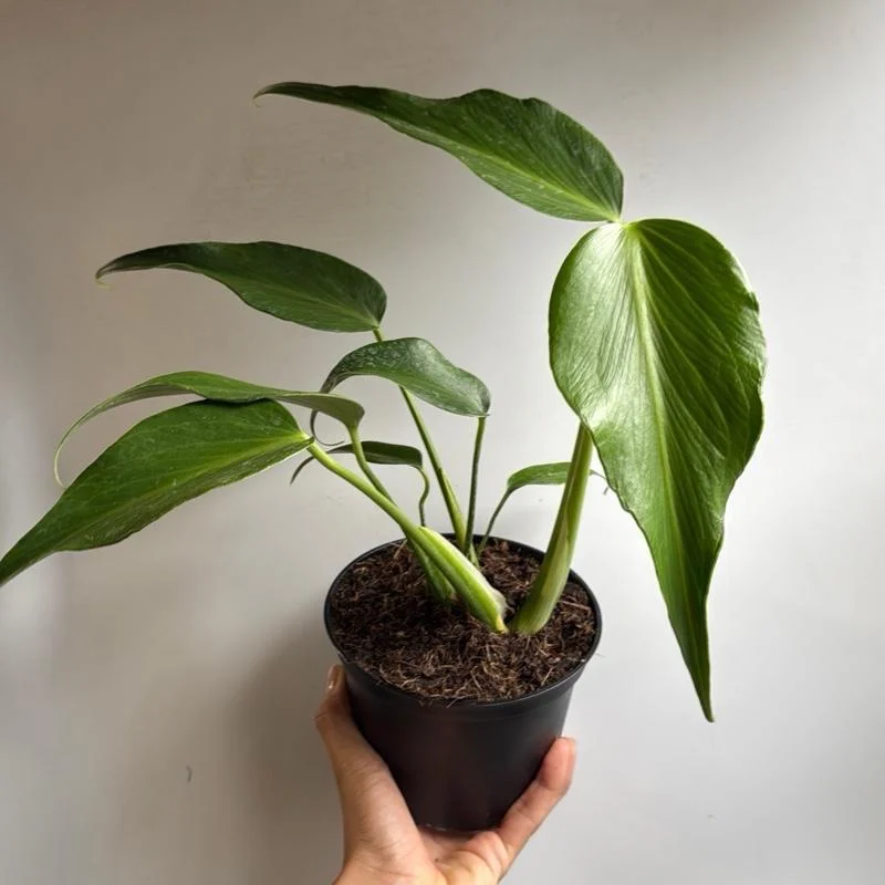 Rare Monstera Burle Marx Flame Live Plant – 6 inch Pot – Indoor Exotic Aroid Rare Monstera Burle Marx Flame Live Plant – 6 inch Pot – Indoor Exotic Aroid - Image 6