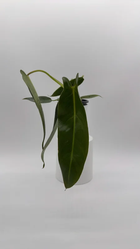 Rare Philodendron Spiritus Sancti Live Plant – 4 inch Pot – Exotic Indoor Plant - Image 2