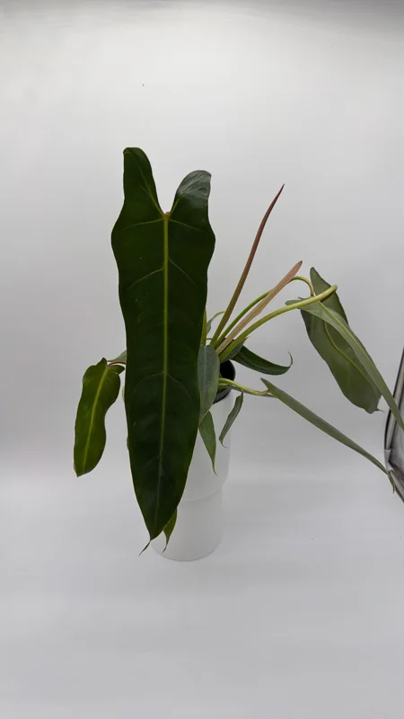 Rare Philodendron Spiritus Sancti Live Plant – 4 inch Pot – Exotic Indoor Plant Rare Philodendron Spiritus Sancti Live Plant – 4 inch Pot – Exotic Indoor Plant - Image 3