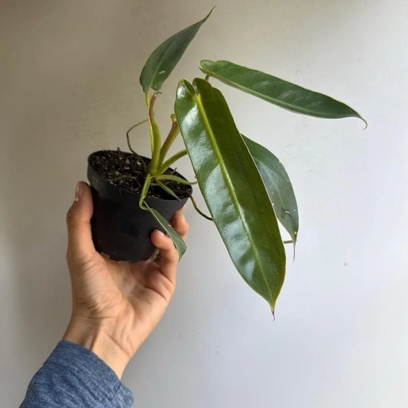 Rare Philodendron Spiritus Sancti Live Plant – 4 inch Pot – Exotic Indoor Plant Rare Philodendron Spiritus Sancti Live Plant – 4 inch Pot – Exotic Indoor Plant - Image 4